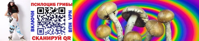 Галлюциногенные грибы Psilocybe  Сковородино 